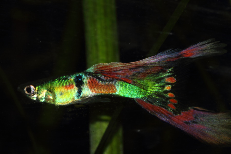 Lokation: Deutschland | Nordrhein-Westfalen | Bergisch Gladbach | Rodemich Kategorien: Fische, Datum: 14.11.2013