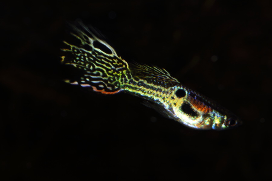 Lokation: Deutschland | Nordrhein-Westfalen | Bergisch Gladbach | Rodemich Kategorien: Fische, Datum: 15.11.2013