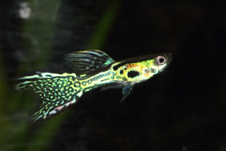 Lokation: Deutschland | Nordrhein-Westfalen | Bergisch Gladbach | Rodemich Kategorien: Fische, Datum: 26.11.2013