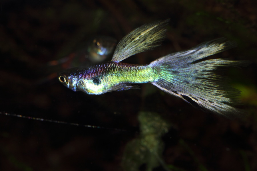 Lokation: Deutschland | Nordrhein-Westfalen | Bergisch Gladbach | Rodemich Kategorien: Fische, Datum: 26.11.2013