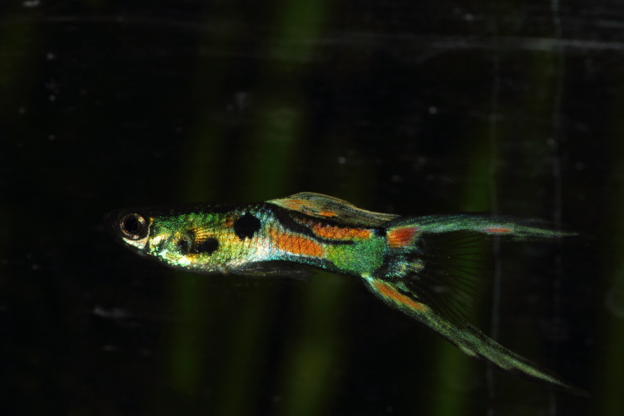 Lokation: Deutschland | Nordrhein-Westfalen | Bergisch Gladbach | Rodemich Kategorien: Fische, Datum: 26.11.2013