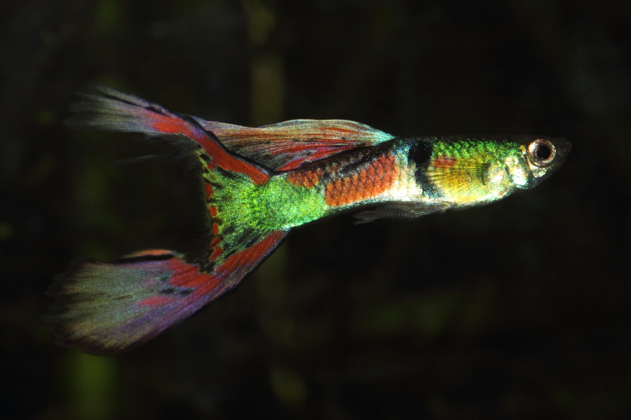 Lokation: Deutschland | Nordrhein-Westfalen | Bergisch Gladbach | Rodemich Kategorien: Fische, Datum: 26.11.2013