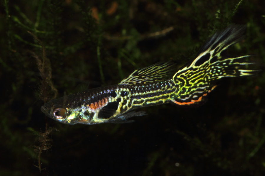 Lokation: Deutschland | Nordrhein-Westfalen | Bergisch Gladbach | Rodemich Kategorien: Fische, Datum: 26.11.2013