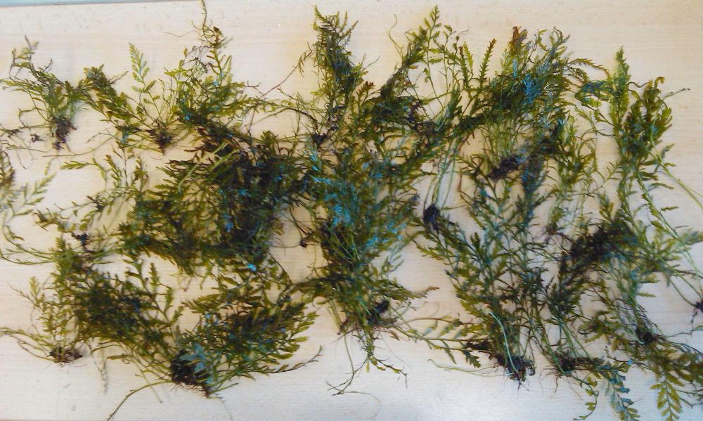 Bolbitis heudelotii (Kongofarn), Lokation: Deutschland | Nordrhein-Westfalen | Bergisch Gladbach | Rodemich Kategorien: Familie: Dryopteridaceae (Wurmfarngewächse), 