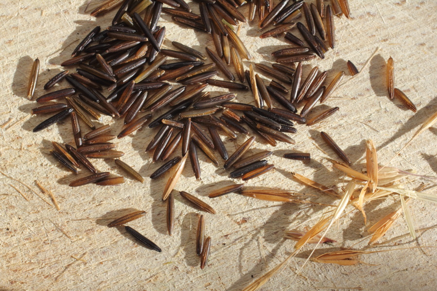 Zizania palustris (Wildreis), Lokation: Deutschland | Nordrhein-Westfalen | Bergisch Gladbach | Rodemich Kategorien: Früchte, Familie: Poaceae (Süßgräser ), Datum: 02.02.2014