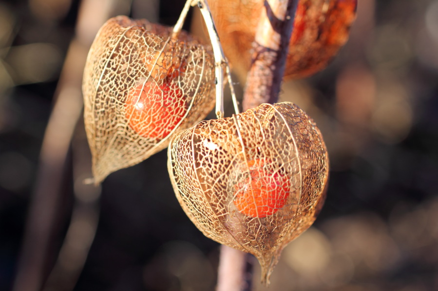 Lokation: Deutschland | Nordrhein-Westfalen | Bergisch Gladbach | Rodemich Kategorien: Früchte, Naturgarten, Datum: 02.02.2014