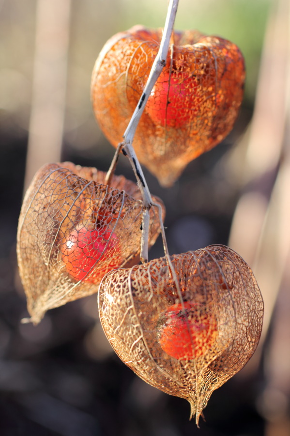 Lokation: Deutschland | Nordrhein-Westfalen | Bergisch Gladbach | Rodemich Kategorien: Früchte, Naturgarten, Datum: 02.02.2014