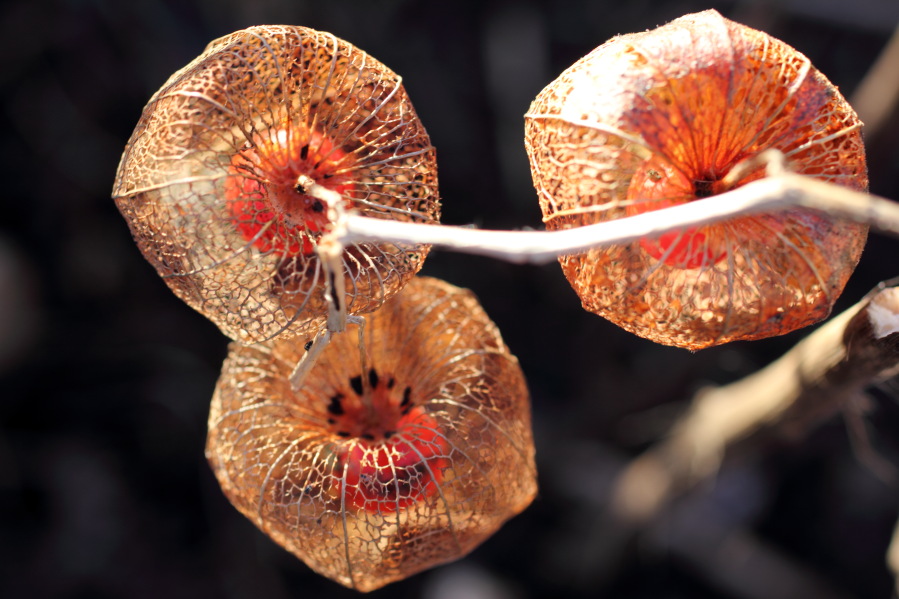 Lokation: Deutschland | Nordrhein-Westfalen | Bergisch Gladbach | Rodemich Kategorien: Früchte, Naturgarten, Datum: 02.02.2014