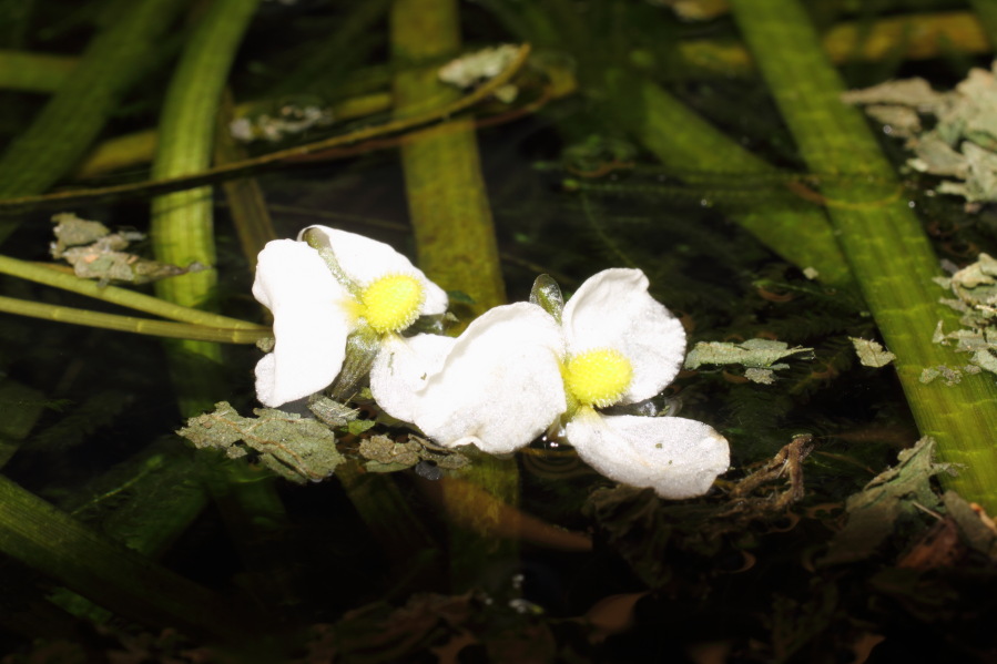 Alisma lanceolatum (Lanzettblättriger Froschlöffel), Lokation: Deutschland | Nordrhein-Westfalen | Bergisch Gladbach | Rodemich Kategorien: Naturgarten, Familie: Alismataceae (Froschlöffelgewächse ), Datum: 02.02.2014