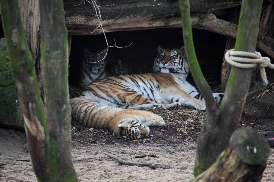 Lokation: Deutschland | Nordrhein-Westfalen | Köln | Riehl Kategorien: Zoo, Datum: 15.02.2014