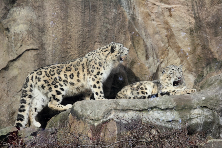 Lokation: Deutschland | Nordrhein-Westfalen | Köln | Riehl Kategorien: Zoo, Datum: 15.02.2014