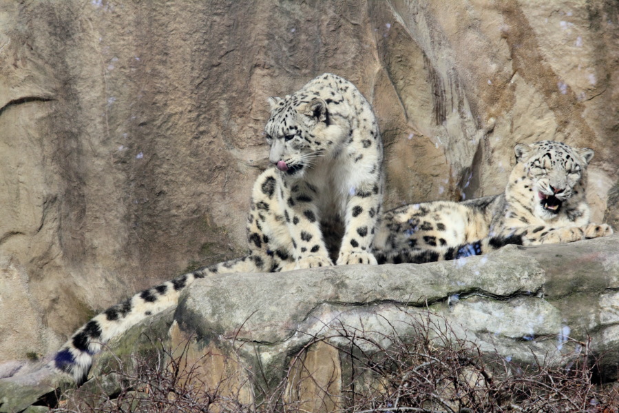 Lokation: Deutschland | Nordrhein-Westfalen | Köln | Riehl Kategorien: Zoo, Datum: 15.02.2014