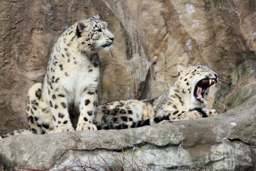 Lokation: Deutschland | Nordrhein-Westfalen | Köln | Riehl Kategorien: Zoo, Datum: 15.02.2014