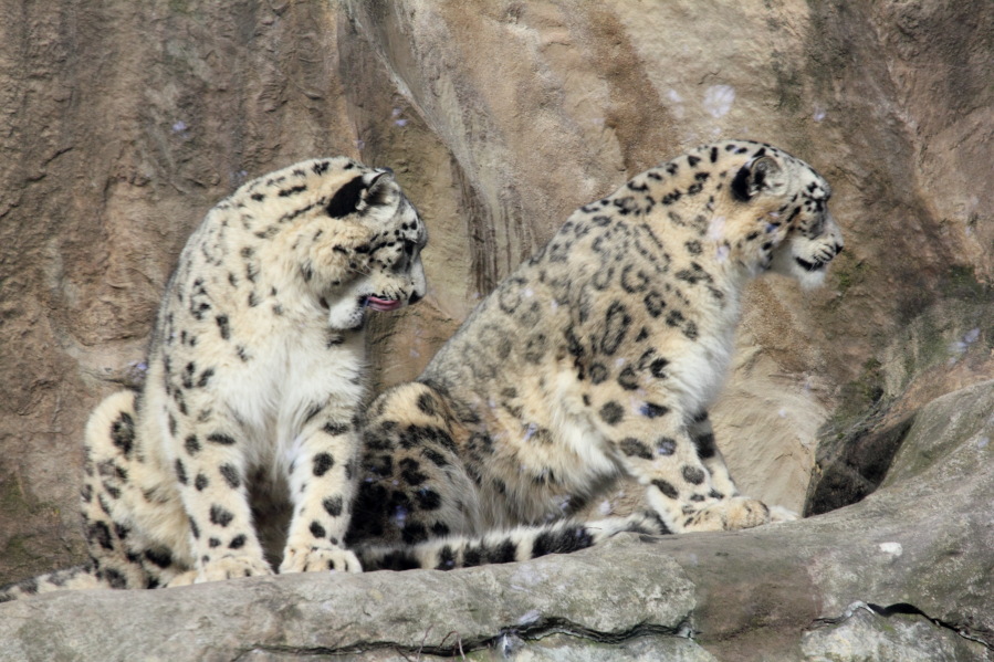 Lokation: Deutschland | Nordrhein-Westfalen | Köln | Riehl Kategorien: Zoo, Datum: 15.02.2014