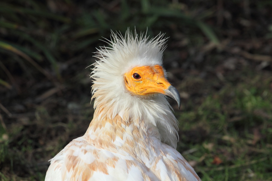 Lokation: Deutschland | Nordrhein-Westfalen | Köln | Riehl Kategorien: Zoo, Datum: 15.02.2014