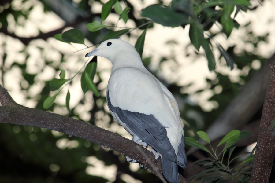 Lokation: Deutschland | Nordrhein-Westfalen | Köln | Riehl Kategorien: Zoo, Datum: 15.02.2014