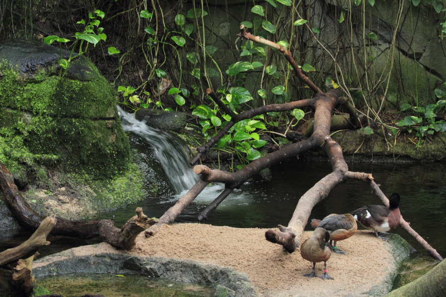 Lokation: Deutschland | Nordrhein-Westfalen | Köln | Riehl Kategorien: Zoo, Datum: 15.02.2014