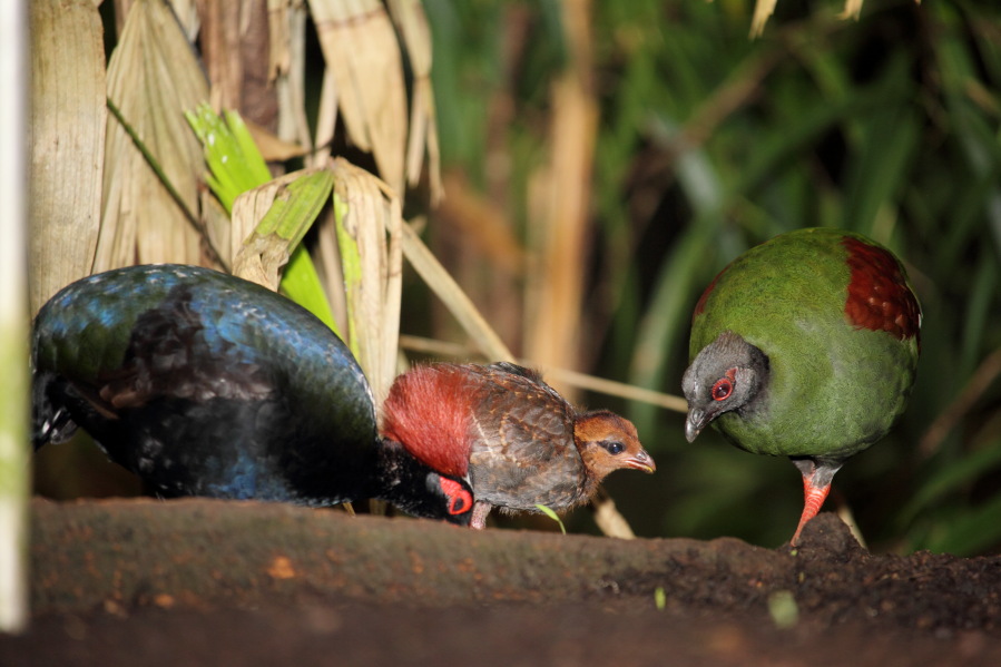 Lokation: Deutschland | Nordrhein-Westfalen | Köln | Riehl Kategorien: Zoo, Datum: 15.02.2014