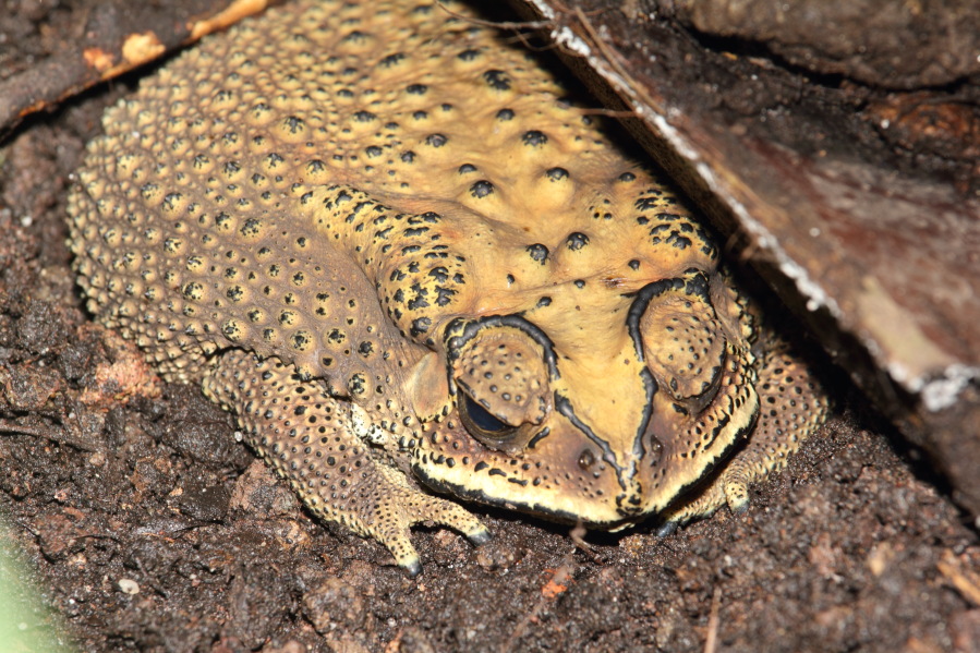 Lokation: Deutschland | Nordrhein-Westfalen | Köln | Riehl Kategorien: Zoo, Datum: 15.02.2014