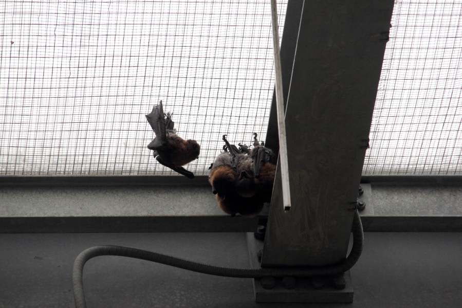 Lokation: Deutschland | Nordrhein-Westfalen | Köln | Riehl Kategorien: Zoo, Datum: 15.02.2014