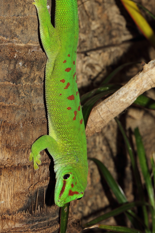 Lokation: Deutschland | Nordrhein-Westfalen | Köln | Riehl Kategorien: Zoo, Datum: 15.02.2014