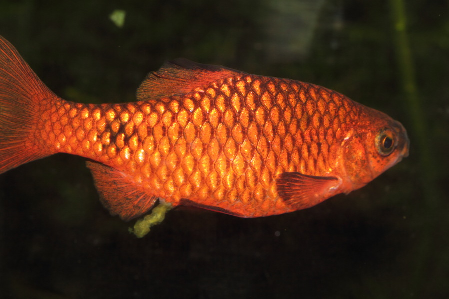 Prachtbarbe, Lokation: Deutschland | Nordrhein-Westfalen | Bergisch Gladbach | Rodemich Kategorien: Fische, Datum: 17.02.2014