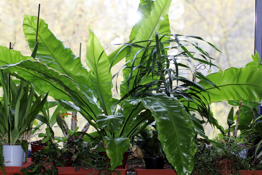 Lokation: Deutschland | Nordrhein-Westfalen | Köln | Stadtgarten Kategorien: Zimmerpflanzen, Datum: 01.04.2014