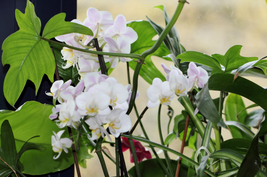 Lokation: Deutschland | Nordrhein-Westfalen | Köln | Stadtgarten Kategorien: Zimmerpflanzen, Datum: 01.04.2014