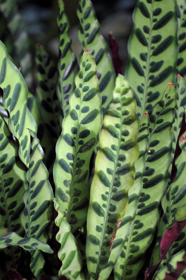 Lokation: Deutschland | Nordrhein-Westfalen | Köln | Riehl Kategorien: Gewächshaus, Datum: 01.04.2014