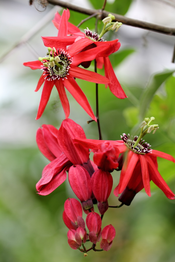 Lokation: Deutschland | Nordrhein-Westfalen | Köln | Riehl Kategorien: Gewächshaus, Datum: 01.04.2014