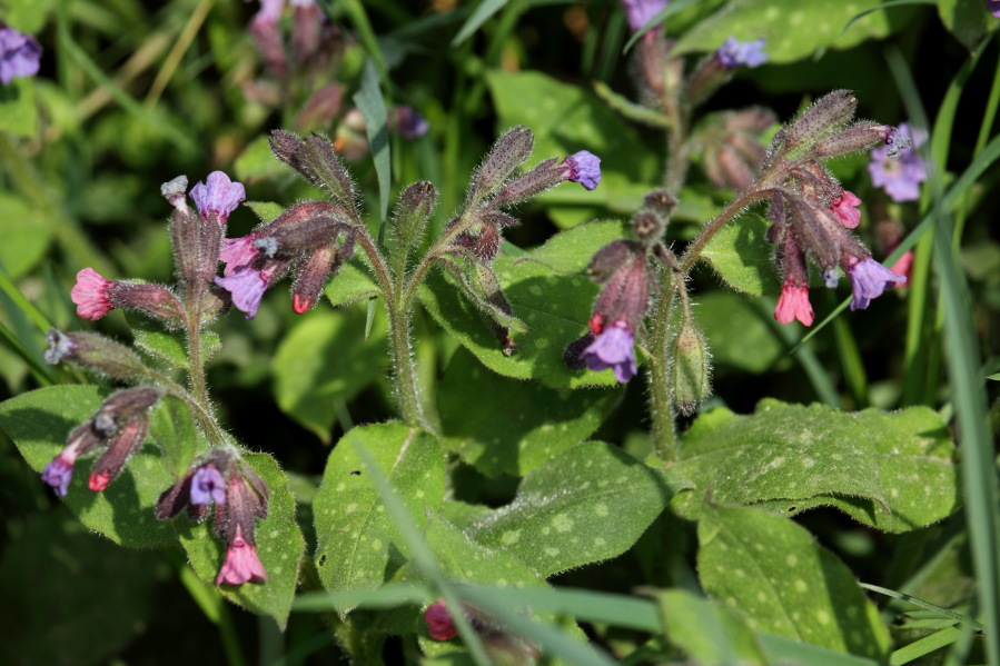 Pulmonaria officinlis (Lungenkraut), Lokation: Deutschland | Nordrhein-Westfalen | Bergisch Gladbach | Büchel Kategorien: Habitus, Familie: Boraginaceae (Rauhblattgewächse ), Datum: 12.04.2014