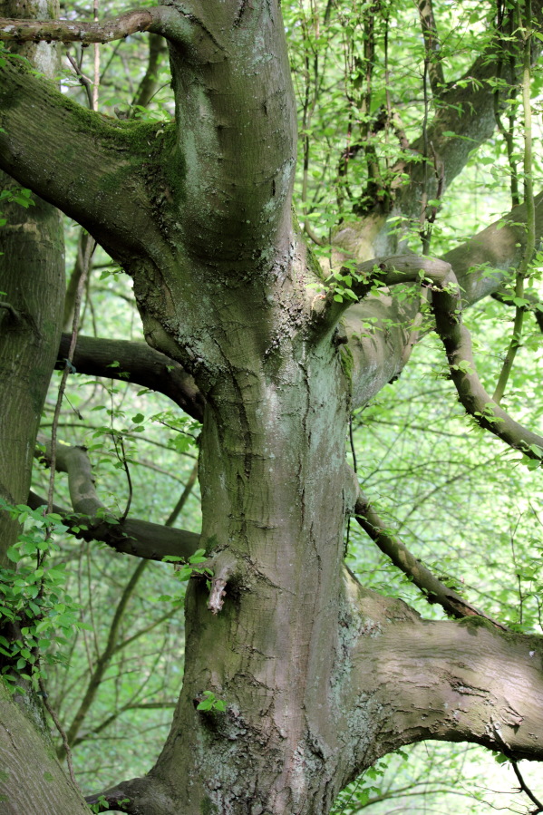Lokation: Deutschland | Nordrhein-Westfalen | Bergisch Gladbach | Unterhombach Kategorien: Baum, Datum: 12.04.2014