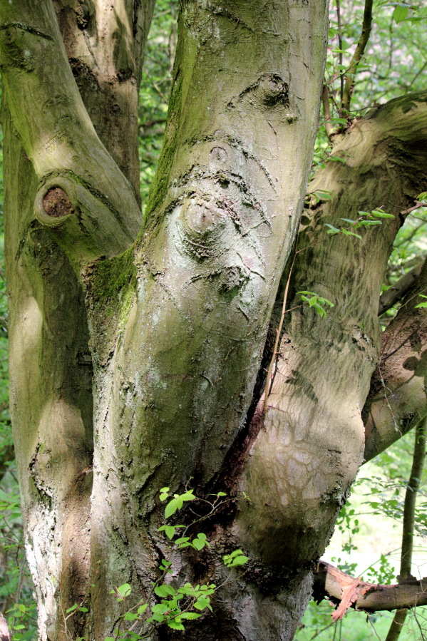 Lokation: Deutschland | Nordrhein-Westfalen | Bergisch Gladbach | Unterhombach Kategorien: Baum, Datum: 12.04.2014