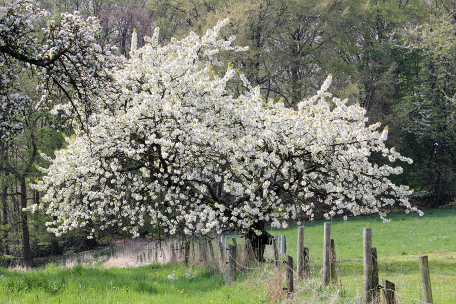 Lokation: Deutschland | Nordrhein-Westfalen | Bergisch Gladbach | Oberhombach Kategorien: Baum, Datum: 12.04.2014