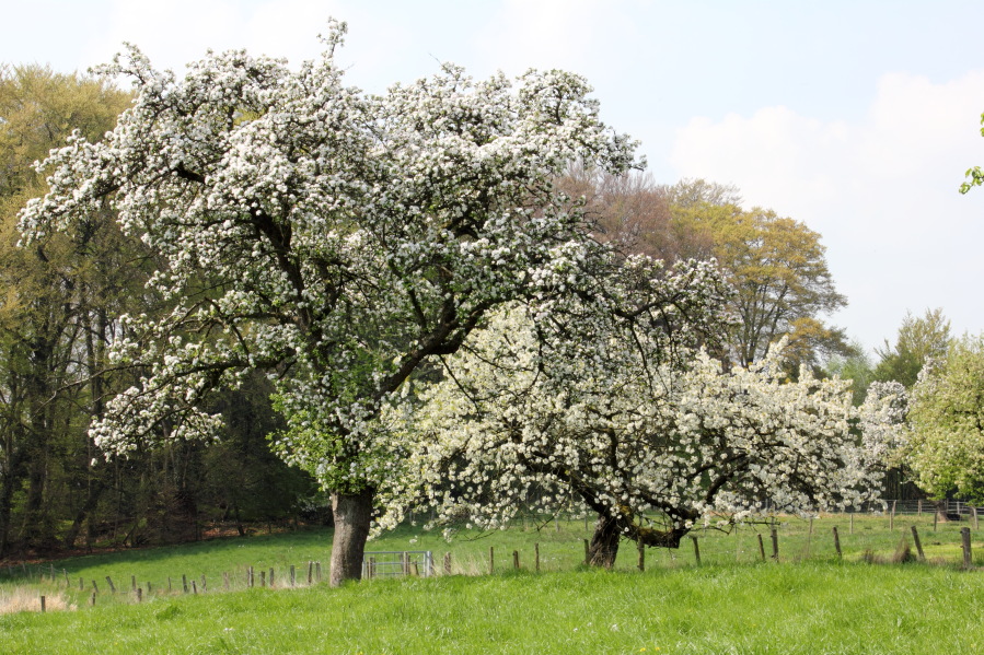 Lokation: Deutschland | Nordrhein-Westfalen | Bergisch Gladbach | Oberhombach Kategorien: Baum, Datum: 12.04.2014