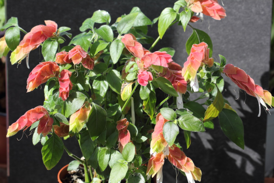 Lokation: Deutschland | Nordrhein-Westfalen | Bergisch Gladbach | Rodemich Kategorien: Zimmerpflanzen, Datum: 19.04.2014