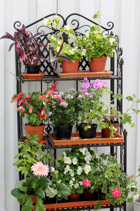 Lokation: Deutschland | Nordrhein-Westfalen | Bergisch Gladbach | Rodemich Kategorien: Garten, Zimmerpflanzen, Datum: 03.05.2014