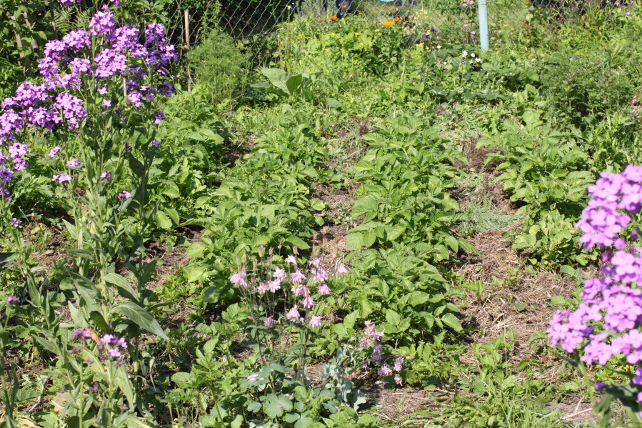 Nachtviole am Kartoffelbeet