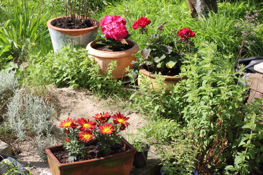 Lokation: Deutschland | Nordrhein-Westfalen | Bergisch Gladbach | Rodemich Kategorien: Garten, Datum: 18.05.2014