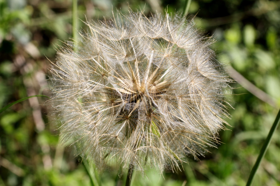 Lokation: Deutschland | Nordrhein-Westfalen | Bad Münstereifel | Eschweiler Kategorien: Früchte, Datum: 31.05.2014