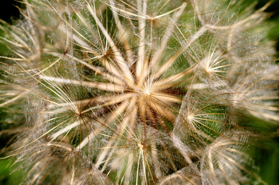 Lokation: Deutschland | Nordrhein-Westfalen | Bad Münstereifel | Eschweiler Kategorien: Früchte, Datum: 31.05.2014