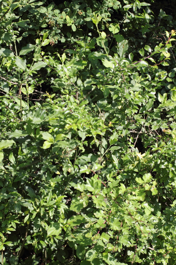 Lokation: Deutschland | Nordrhein-Westfalen | Bad Münstereifel | Eschweiler Kategorien: Vegetation, Datum: 31.05.2014