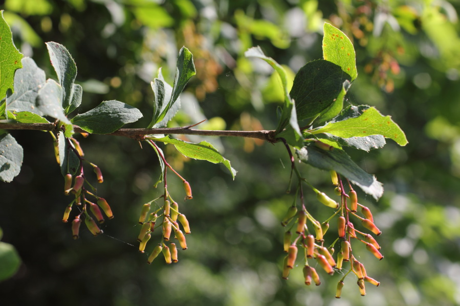 Lokation: Deutschland | Nordrhein-Westfalen | Bad Münstereifel | Eschweiler Kategorien: Früchte, Datum: 31.05.2014