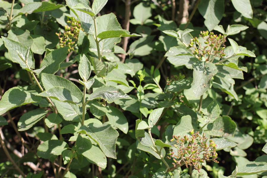 Lokation: Deutschland | Nordrhein-Westfalen | Bad Münstereifel | Eschweiler Kategorien: Früchte, Datum: 31.05.2014
