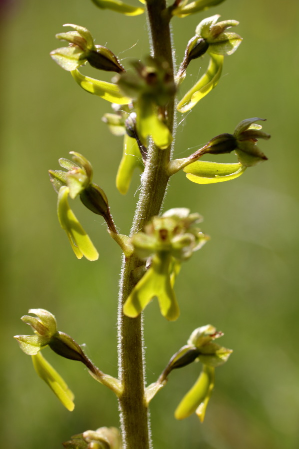 Lokation: Deutschland | Nordrhein-Westfalen | Bad Münstereifel | Eschweiler Kategorien: Blüte, Datum: 31.05.2014