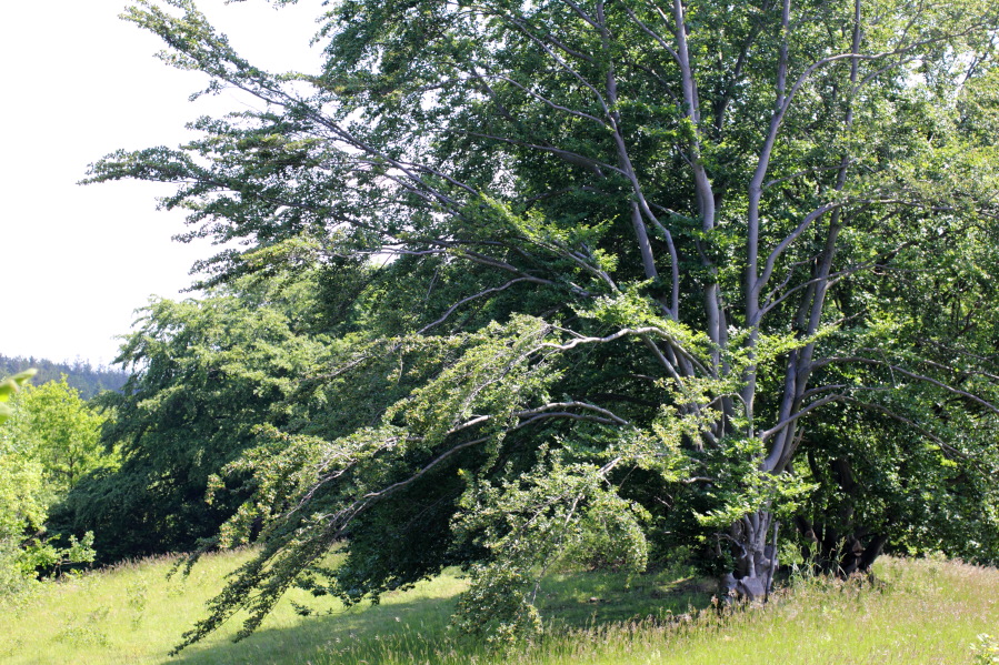 Lokation: Deutschland | Nordrhein-Westfalen | Bad Münstereifel | Eschweiler Kategorien: Datum: 31.05.2014
