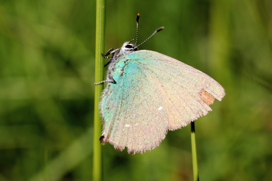 Lokation: Deutschland | Nordrhein-Westfalen | Bad Münstereifel | Eschweiler Kategorien: Schmetterlinge, Datum: 31.05.2014