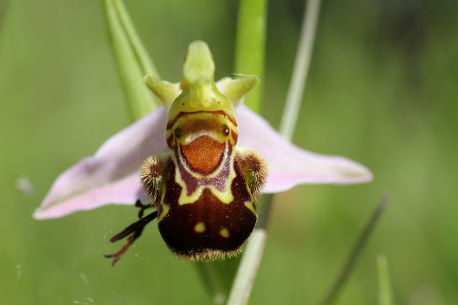 Lokation: Deutschland | Nordrhein-Westfalen | Bad Münstereifel | Eschweiler Kategorien: Blüte, Datum: 31.05.2014