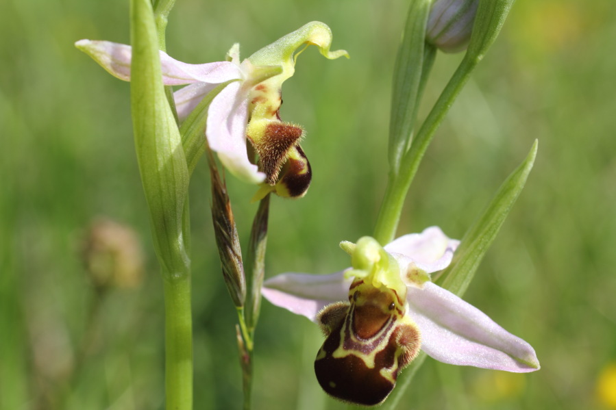 Lokation: Deutschland | Nordrhein-Westfalen | Bad Münstereifel | Eschweiler Kategorien: Blüte, Datum: 31.05.2014