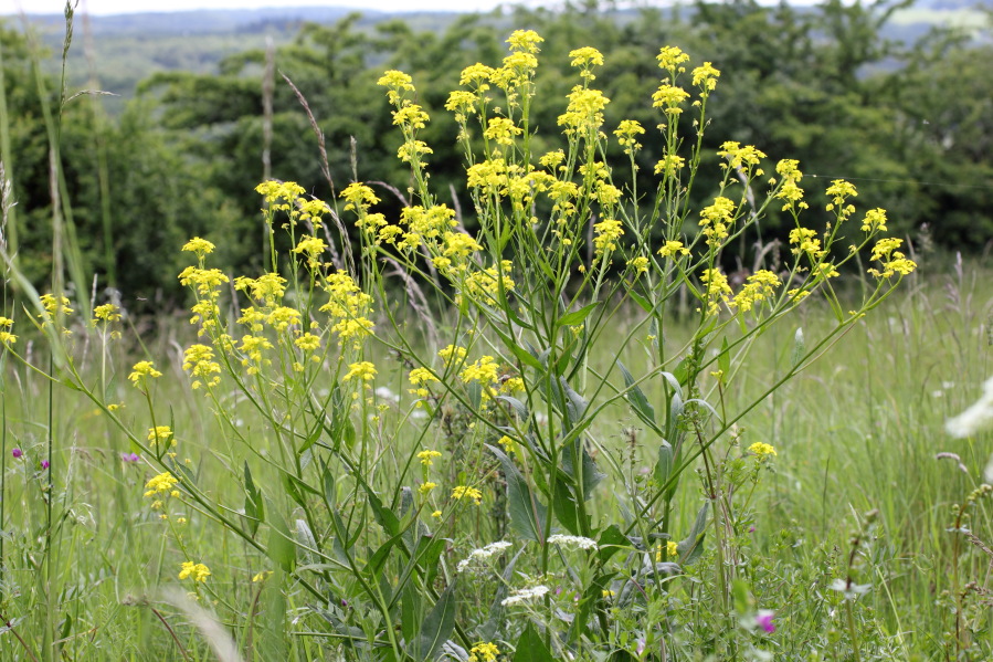 Lokation: Deutschland | Nordrhein-Westfalen | Bad Münstereifel | Pesch Kategorien: Habitus, Datum: 31.05.2014